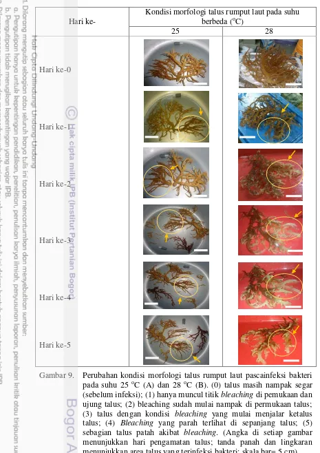 Gambar 9.  Perubahan kondisi morfologi talus rumput laut pascainfeksi bakteri pada suhu 25 oC (A) dan 28 oC (B)