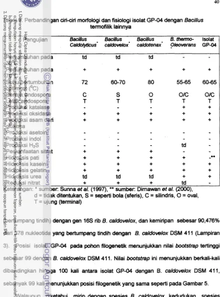 Tabel 9. Perbandingan ciri-ciri rnorfologi dan fisiologi isolat GP-04 dengan Bacillus 