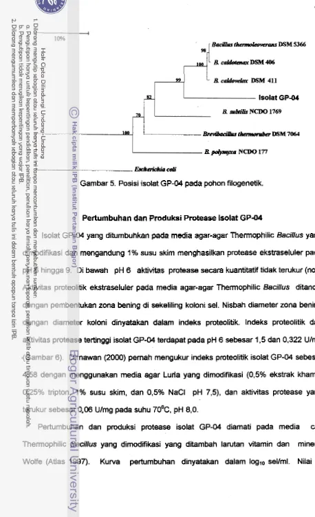 Gambar 5. Posisi isolat GP-04 pada pohon filogenetik. 