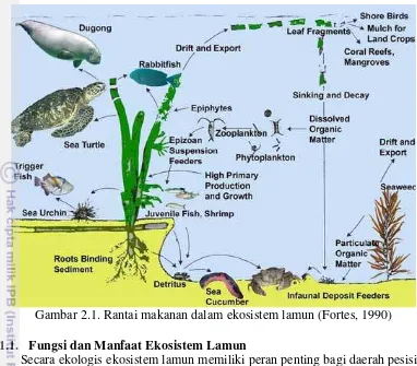 Gambar 2.1. Rantai makanan dalam ekosistem lamun (Fortes, 1990) 