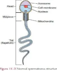 Gambar 4. Perbandingan jumlah, motilitas, dan bentuk spermatozoa normal    