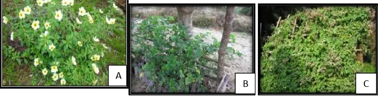 Gambar 4. Beneficial Plant : (A) Turnera subulata,(B) Cassia cobanensis, dan 