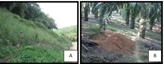 Gambar 7. Konservasi Tanah dan Air : (A) Penanaman Vetiveria zizanioides, dan (B) Silt 