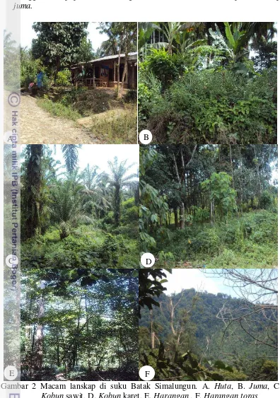Gambar 2 Macam lanskap di suku Batak Simalungun. A. Huta, B. Juma, C. 