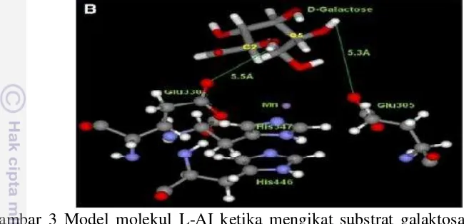 Gambar 3 Model molekul L-AI ketika mengikat substrat galaktosa (Kim  et al. 