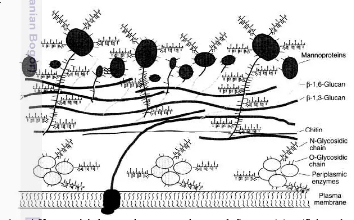Gambar 4 Komposisi dan struktur permukaan sel  S. cerevisiae (Schreuder et al. 