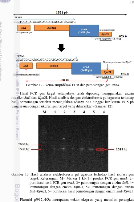 Gambar 12 Skema amplifikasi PCR dan pemotongan gen araA 