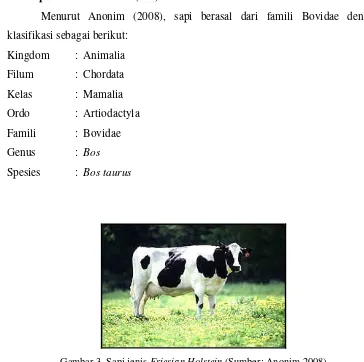 Gambar 3. Sapi jenis Friesian Holstein (Sumber: Anonim 2008) 