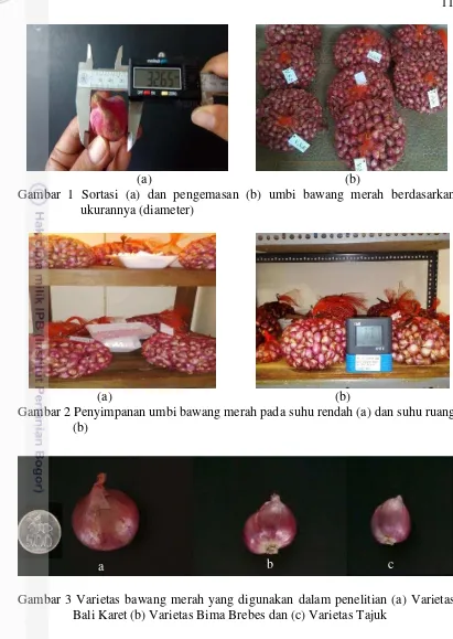 Gambar 1 Sortasi (a) dan pengemasan (b) umbi bawang merah berdasarkan 