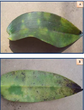 Gambar 1 gejala pada tanaman anggrek Dendrobium sp. yang positif terinfeksi ORSV (berdasar uji ELISA),  A : gejala pada permukaan atas daun, B : gejala pada permukaan bawah daun 