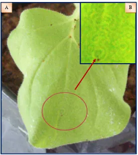 Gambar 2  Gejala infeksi ORSV pada N. benthamiana, A : gejala ringspot pada daun  N. benthamiana, B : perbesaran gambar ringspot  pada daun 