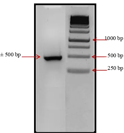 Gambar 3  Hasil amplifikasi genom ORSV pada bagian gen protein mantel dengan RT-PCR.   (1) DNA ORSV hasil deteksi, (2) Marker 1000 bp 
