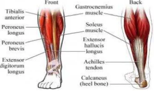 Gambar 4. Otot-Otot Sendi Ankle (Sumber: https://faithanatomy.wikispaces.com) 