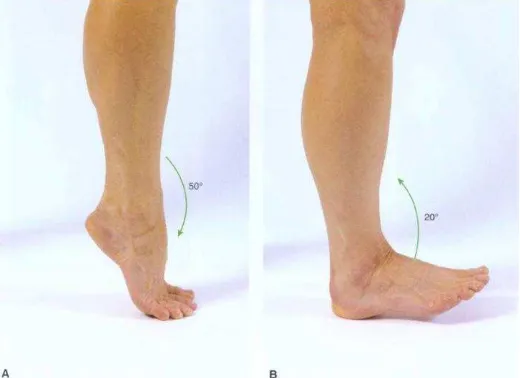 Gambar 5. Range of Motion Ankle (Sumber: Cael, 2009: 391) 
