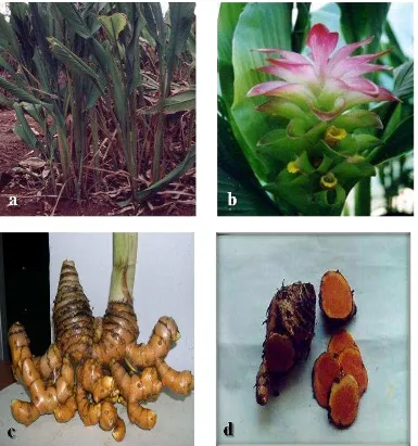 Gambar 1 Temulawak (Curcuma xanthorrhiza Roxb.). a) Morfologi tanaman   temulawak. b) Bunga tanaman temulawak