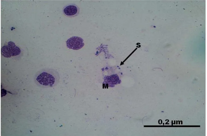 Gambar 10 Proses fagositosis. M = sel makrofag aktif dan S = Staphylococcus aureus nonprotein A yang terfagosit oleh makrofag
