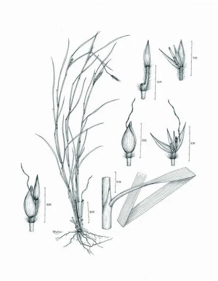 Fig. 1.  Ischaemum veldkampii Lasut.  Lower left: pair of spikelets.  Centre: habit.  Lower right: part of culm, sheath, ligule, and blade
