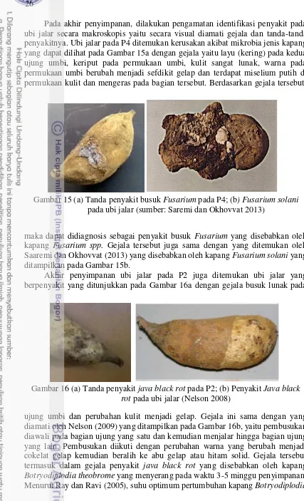 Gambar 15 (a) Tanda penyakit busuk Fusarium pada P4; (b) Fusarium solani 