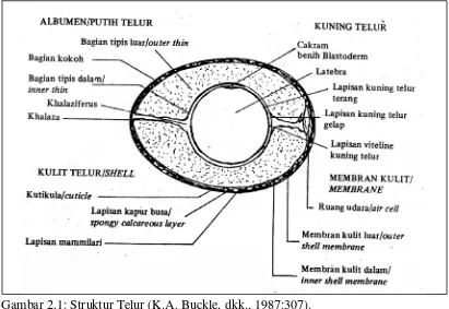 Gambar 2.1: Struktur Telur (K.A. Buckle, dkk., 1987:307). 