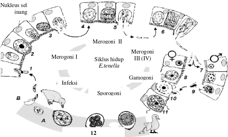 Gambar 2 Siklus hidup Eimeri tenella (Greif 1993)