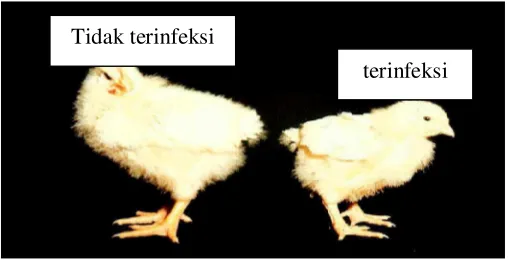 Gambar 3 Koksidiosis menghambat pertumbuhan ayam (Anonim 2007a)