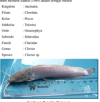 Gambar 1. Ikan lele Clarias sp. 