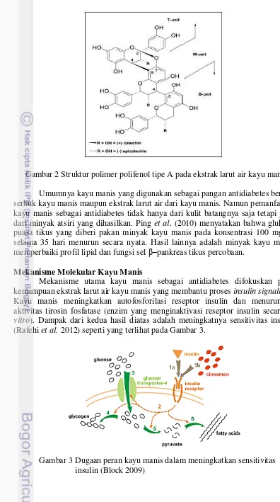 Gambar 2 Struktur polimer polifenol tipe A pada ekstrak larut air kayu manis 