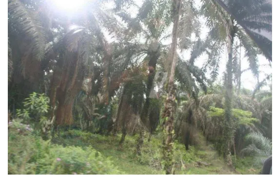 Gambar 10.  Kebun kelapa sawit masyarakat  