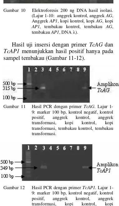 Gambar 12     Hasil PCR dengan primer TcAP1. Lajur 1-9: marker 100 bp, kontrol negatif, kontrol positif, anggrek kontrol, anggrek transformasi, kopi kontrol, kopi transformasi, tembakau kontrol, tembakau transformasi