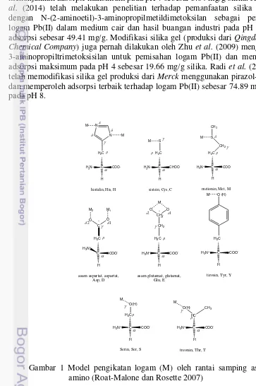 Gambar 1 Model pengikatan logam (M) oleh rantai samping asam-asam 