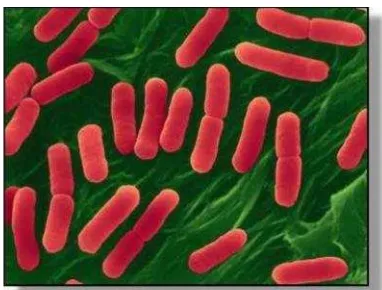 Gambar 1. Bentuk bakteri Escherichia coli pada mikroskop elektronSumber : Stevens (2009).