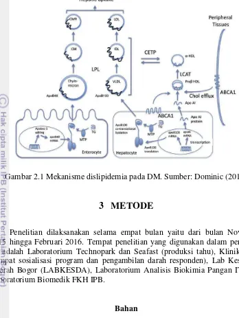 Gambar 2.1 Mekanisme dislipidemia pada DM. Sumber: Dominic (2013) 