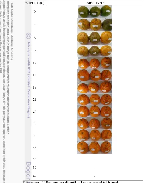 Tabel 3  Perubahan warna jeruk hasil degreening dengan perlakuan chilling pada  suhu 15 oC selama penyimpanan 