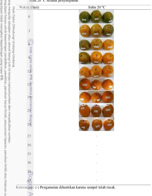 Tabel 4  Perubahan warna jeruk hasil degreening dengan perlakuan chilling pada suhu 20 oC selama penyimpanan 