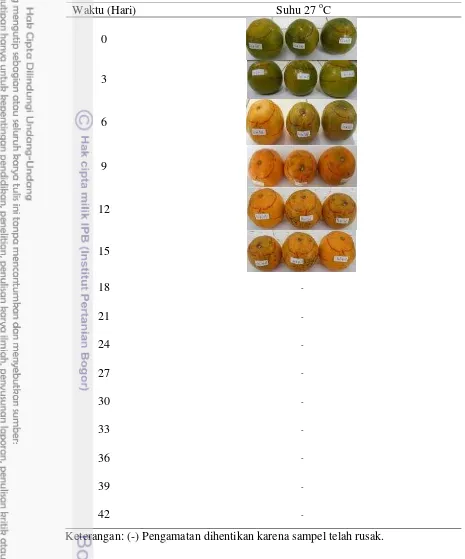Tabel 5 Perubahan warna jeruk hasil degreening dengan perlakuan chilling pada suhu 27 oC selama penyimpanan 