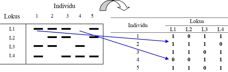 Gambar 10  Cara penilaian pita dengan sistem skoring (1= ada pita, 0= tidak ada pita)