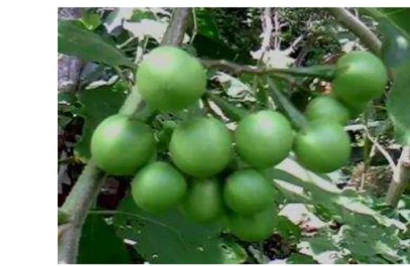 Gambar 3 Takokak (Solanum torvum) 