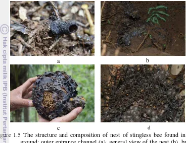 Figure 1.5 The structure and composition of nest of stingless bee found in the 