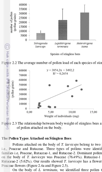 Figure 2.2 The average number of pollen load of each species of stingless bees.  