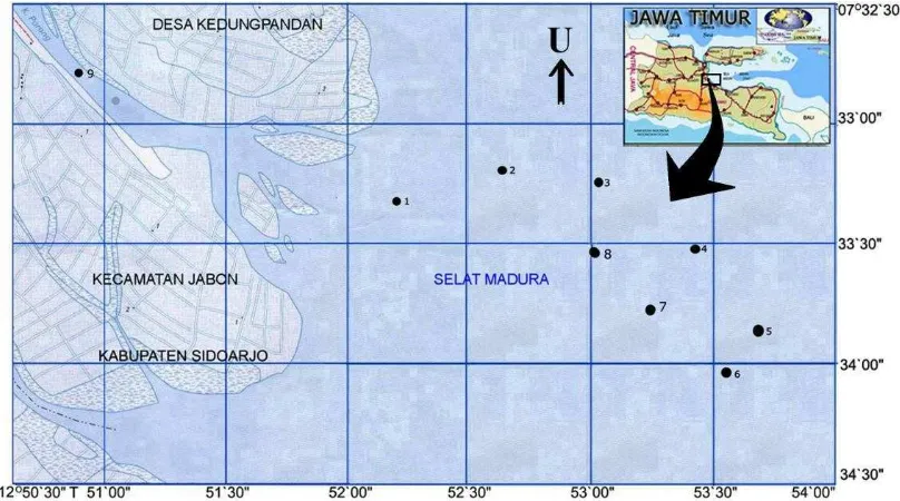 Gambar 4.  Lokasi sampling makrozoobentos tanggal 28 Agustus 2007 dan 7 Maret 2008, estuaria Sungai Wonokromo (Sumber: Bakosurtanal, 2000) 