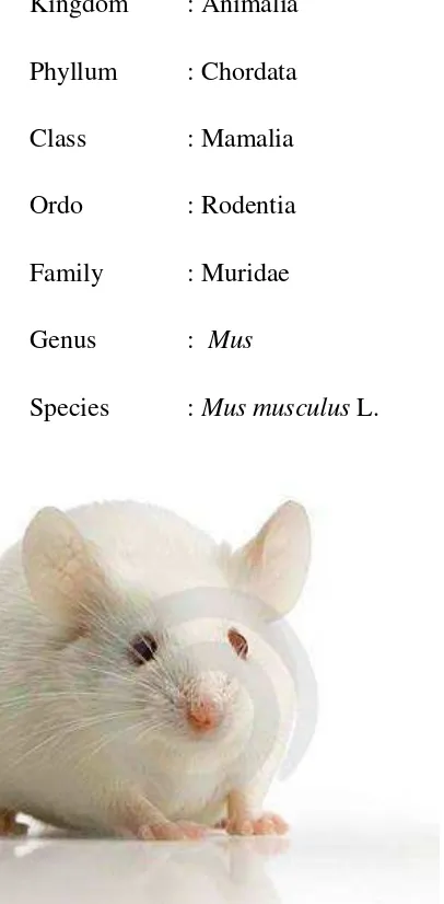 Gambar 2. Mencit (Mus musculus L.) (Wikipedia,2015 b). 