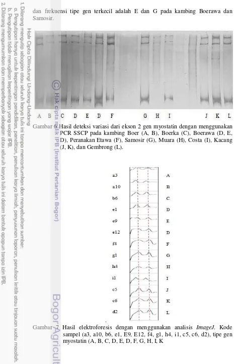 Gambar 7 Hasil elektroforesis dengan menggunakan analisis ImageJ. Kode 