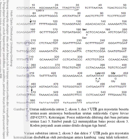 Gambar 9  Urutan nukleotida intron 2, ekson 3, dan 3’UTR gen myostatin beserta 