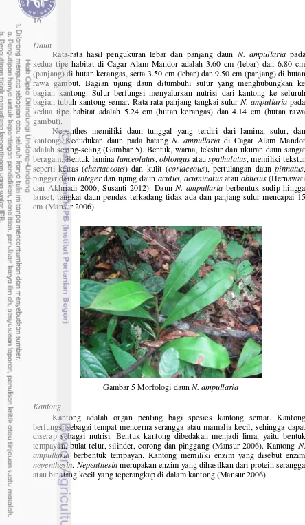 Gambar 5 Morfologi daun  N. ampullaria 