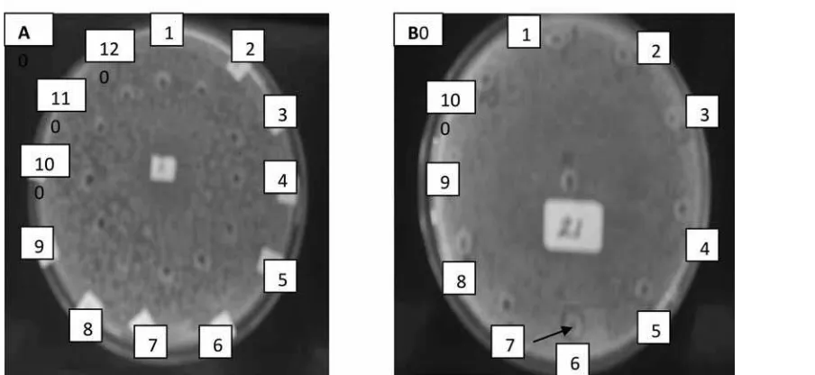 Gambar 2. Diameter zona hambat substansi ekstraseluler dari isolat Lactococcus lactis spp lactis 1 dengan bakteri indikator Staphylococcus aureus ATCC 29213