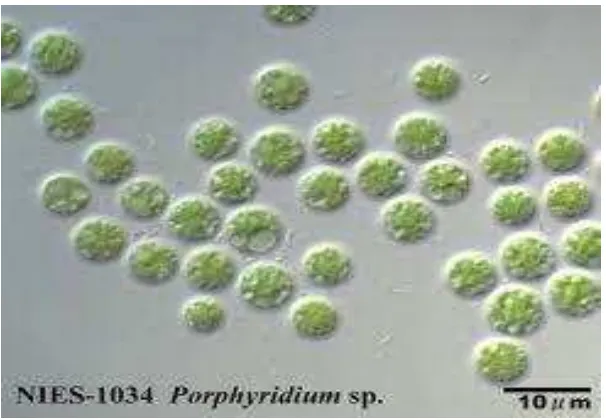 Gambar 1. Porphyridium sp. (Sumber: Romimohtarto dan Juwana, 2001). 