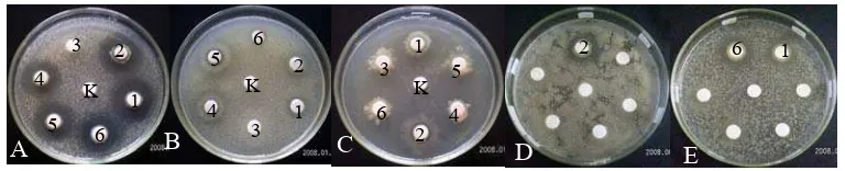 Gambar 2 Aktivitas penghambatan filtrat kultur enam isolat Streptomyces spp. terhadap A) B