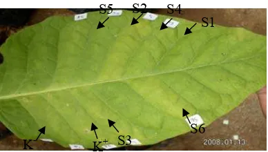 Gambar 6 Intensitas penyakit pada tanaman cabai berumur A)10 – 14 hst, B)20 hst, dan C) tanaman berumur 48 hst 