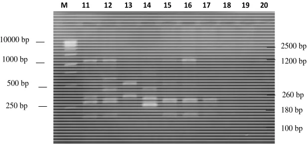 Figure 2a. RAPD patterns of E. coli O157:H7 strains produced with OPA-9 primer. Electrophoresis was performed on 2% agarose gel