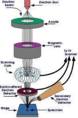 Gambar 18. Skema uji SEM (scanning electron microscopy) 